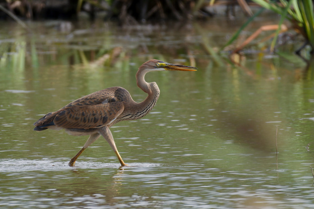 DSC_6688_Nik_DxO redim.jpg