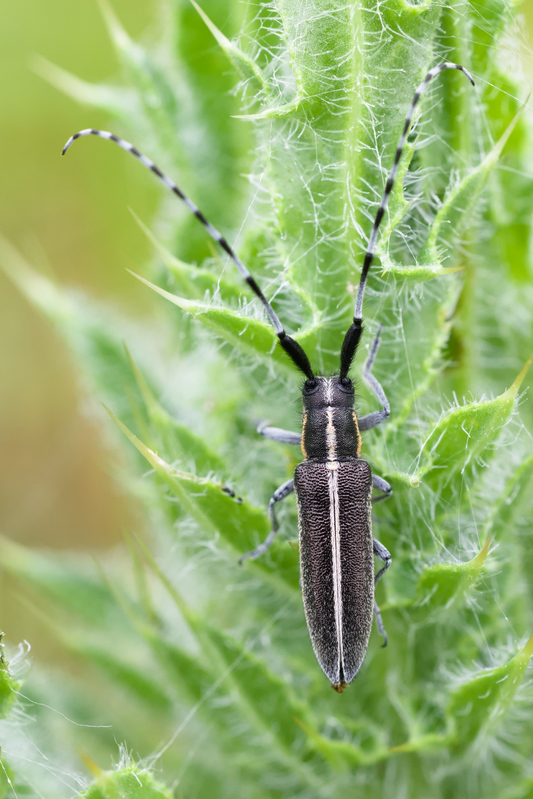 Agapanthia carDui3.jpg