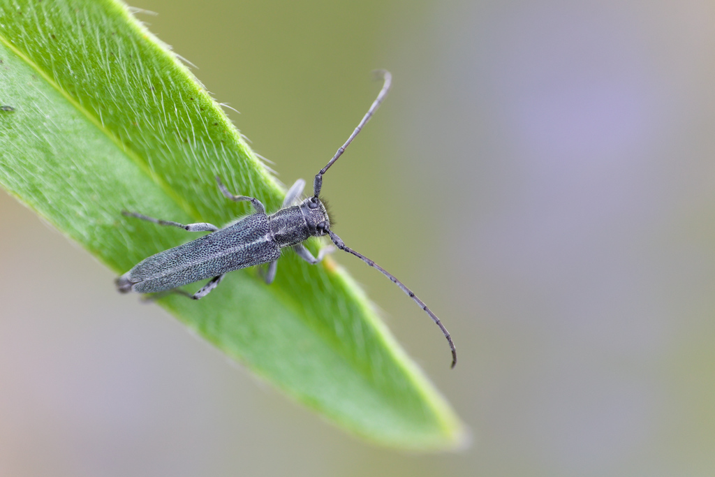AiguillE vipérine4.jpg