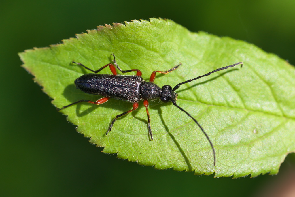Anoplodera rufipes3.jpg