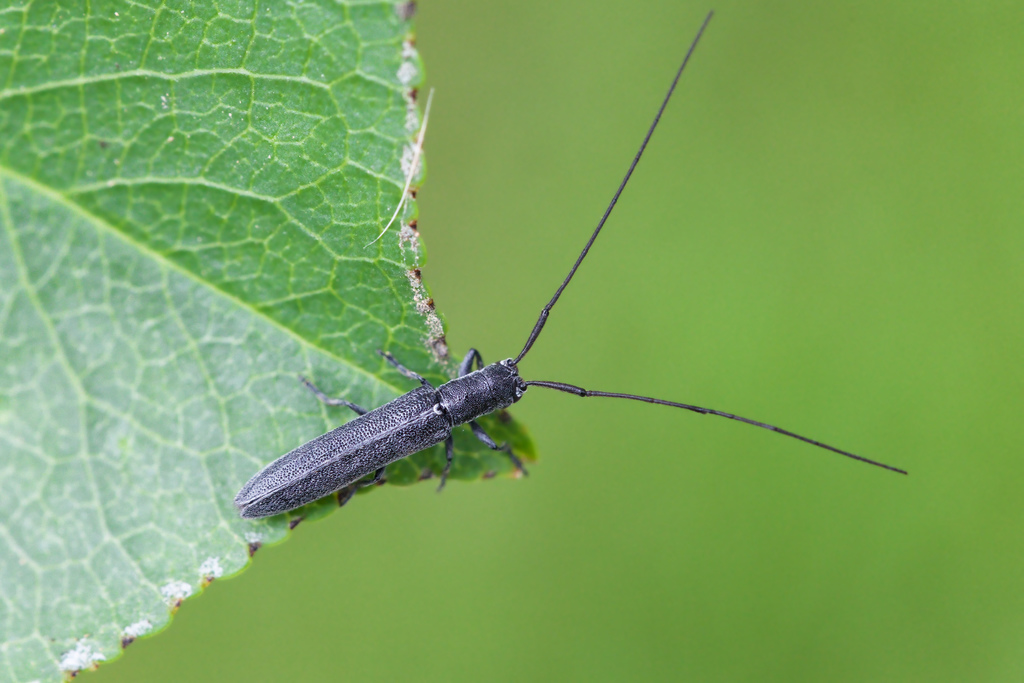 Calamobius filum3.jpg