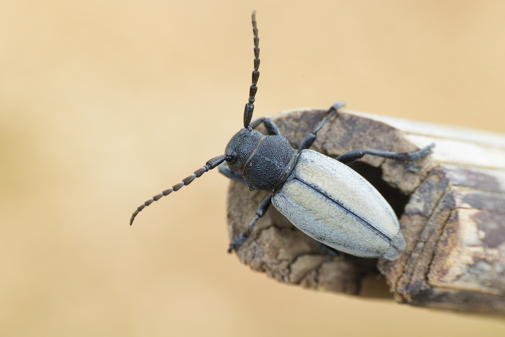 Iberodorcadion fuliginator1.jpg