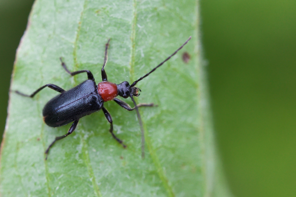 DinopterA collariS2.jpg