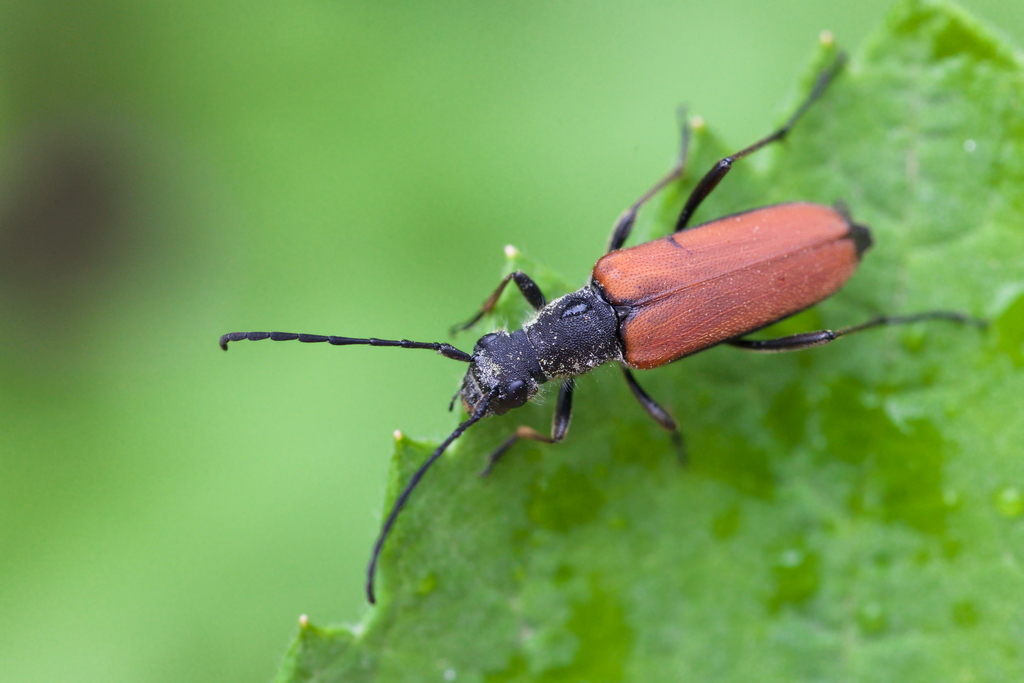 Anastranglia dubia3.jpg