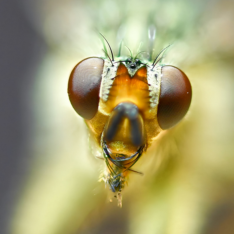 mouche avec combine zp-1.forum.jpg