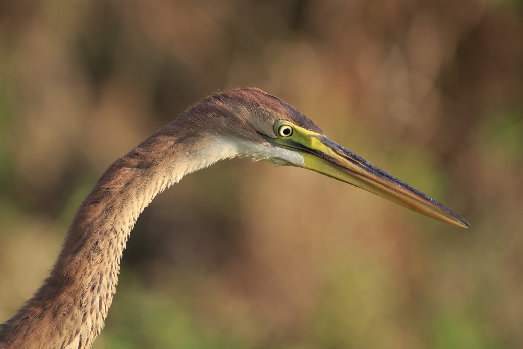 images nature-7247.JPG