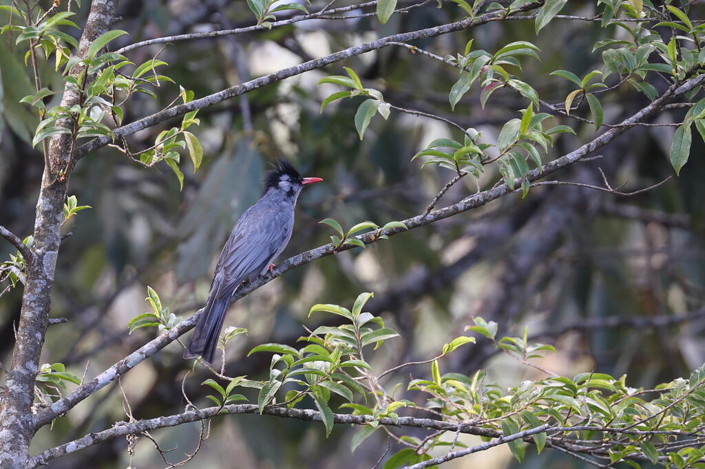 Bulbul noir - Black Bulbul I&N.jpg