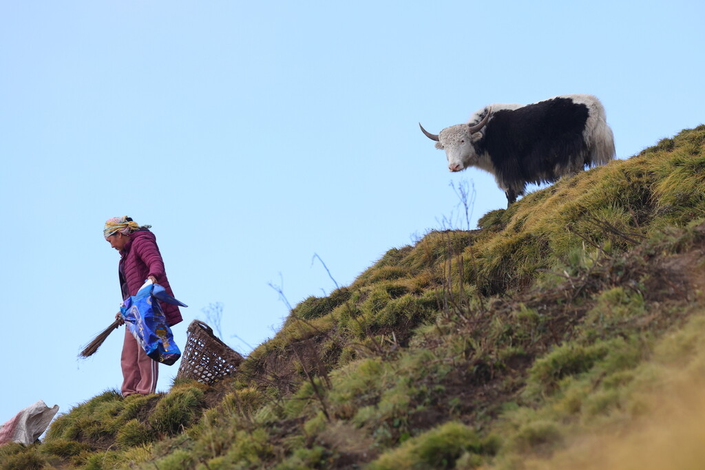 Ramassage bouse yack I&N.jpg