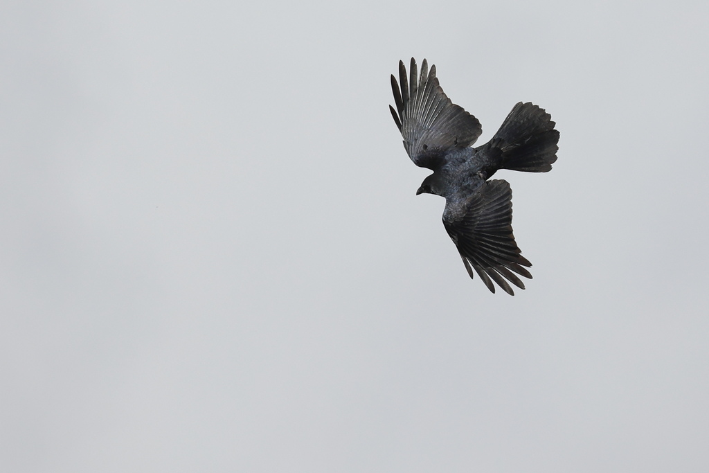 Corbeau indien I&N.jpg