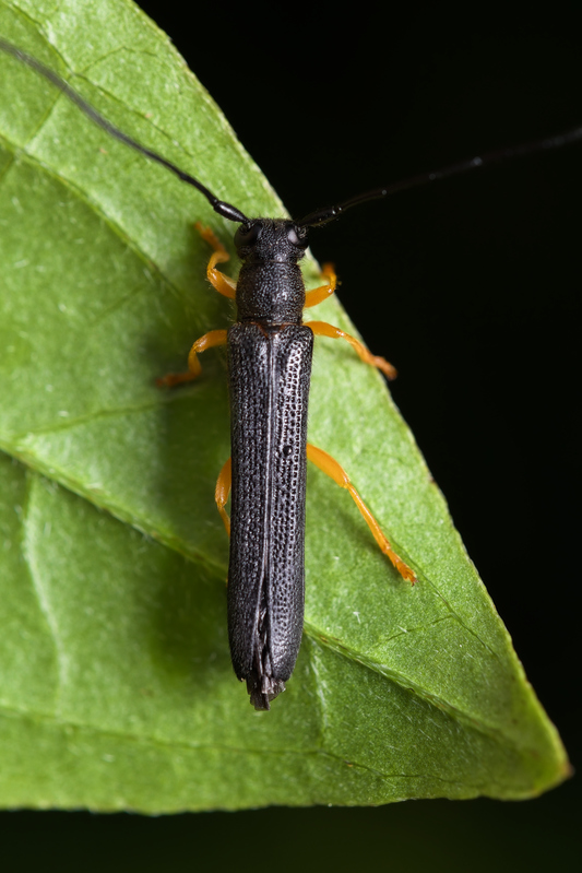 Oberea linearis6.jpg