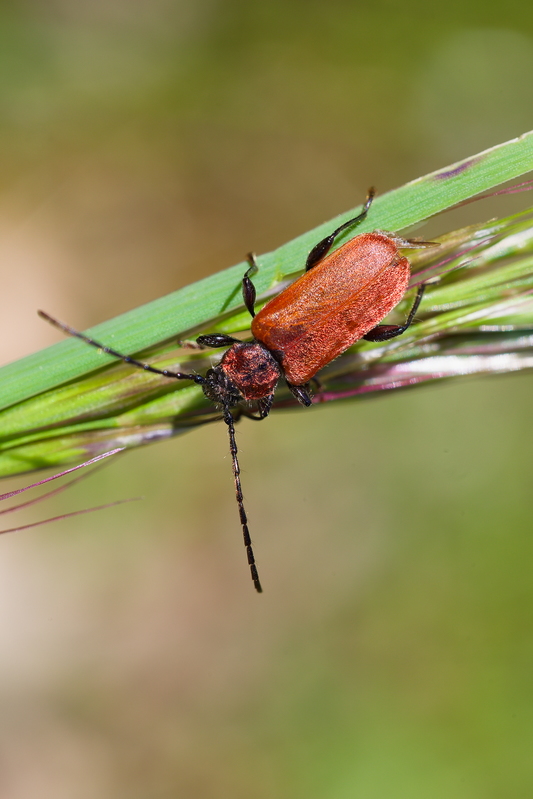 Pyrrhidium sanguineum2.jpg