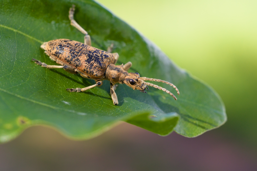 RHAGie syphocante2.jpg