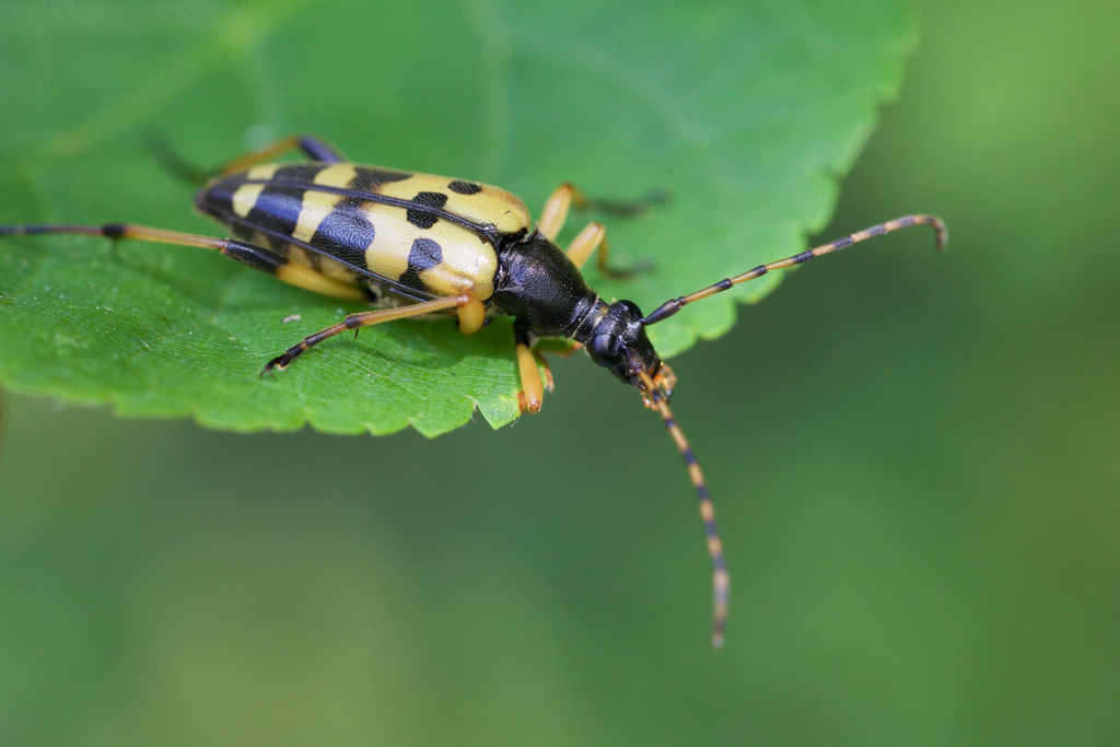 Rutpela MaCuLata7.jpg