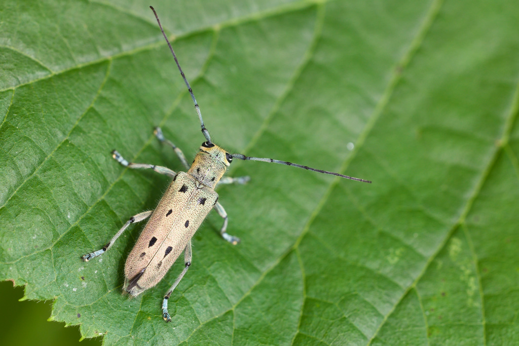 Saperda octopunctata10.jpg