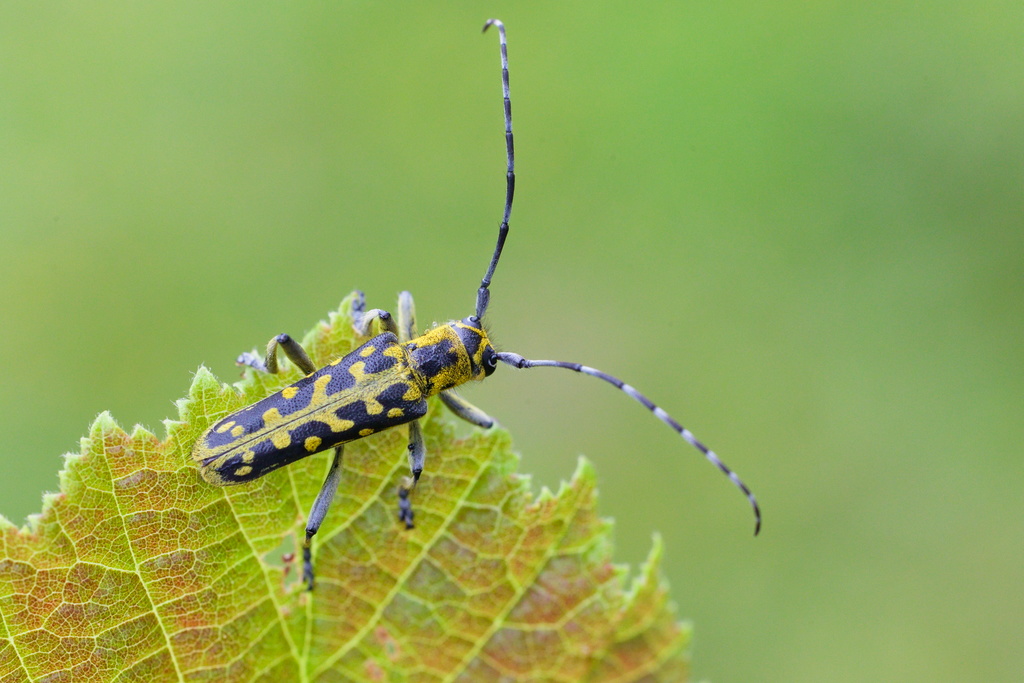 SAperde à échelons2.jpg