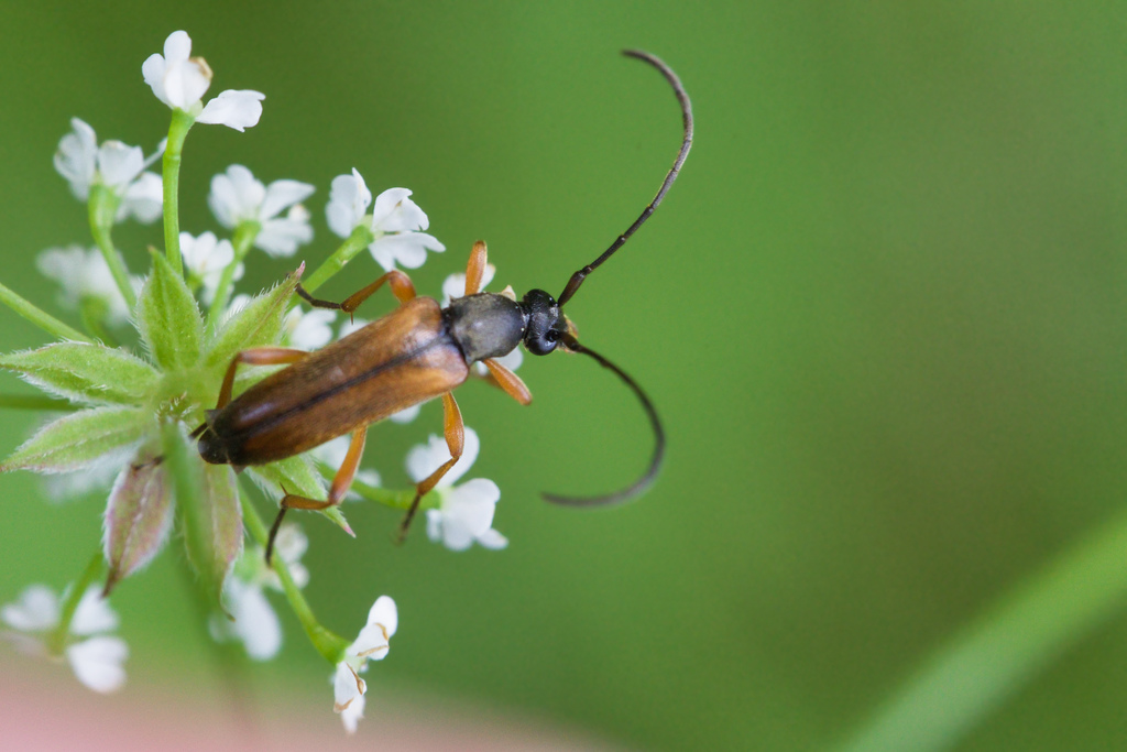 Alosterna TABAcicolor.jpg