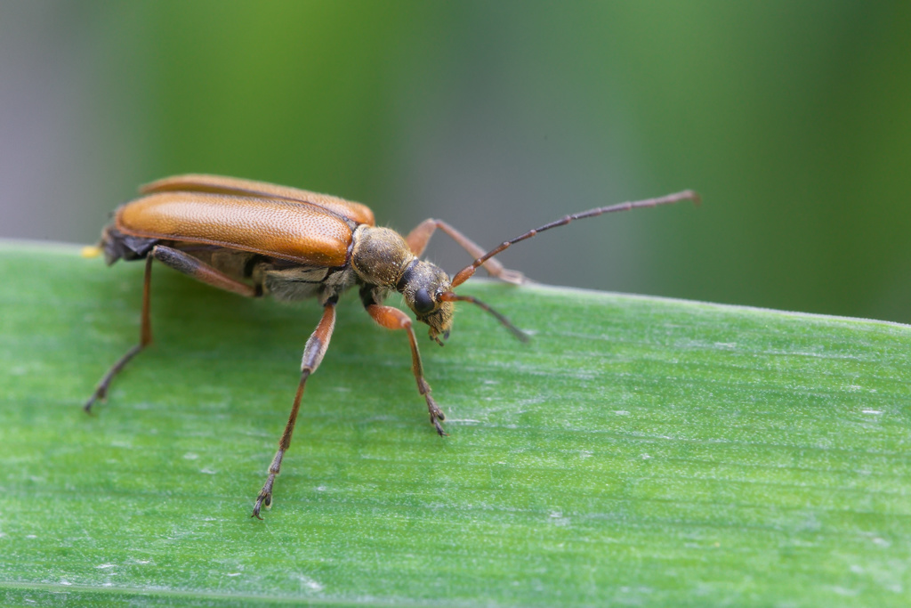 Cortodera humeraliS1.jpg