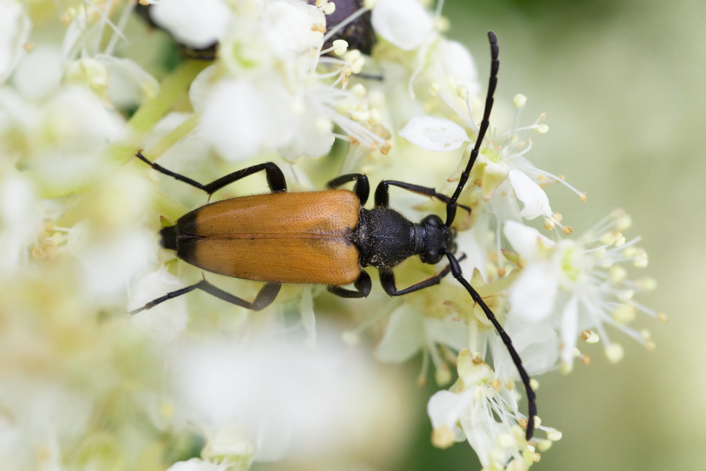 Stictoleptura fulva1.jpg