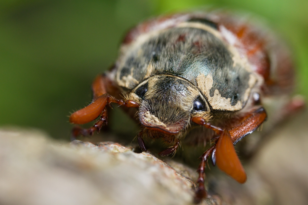 HAnneton commun8.jpg