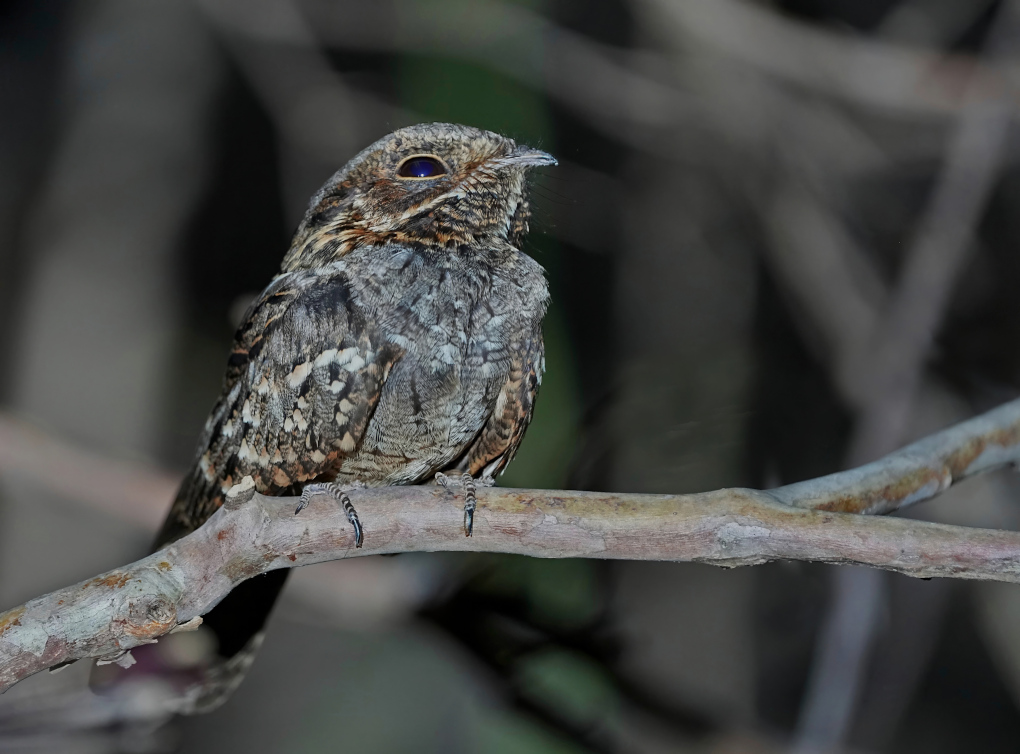 4-Engoulevent des bois.JPG