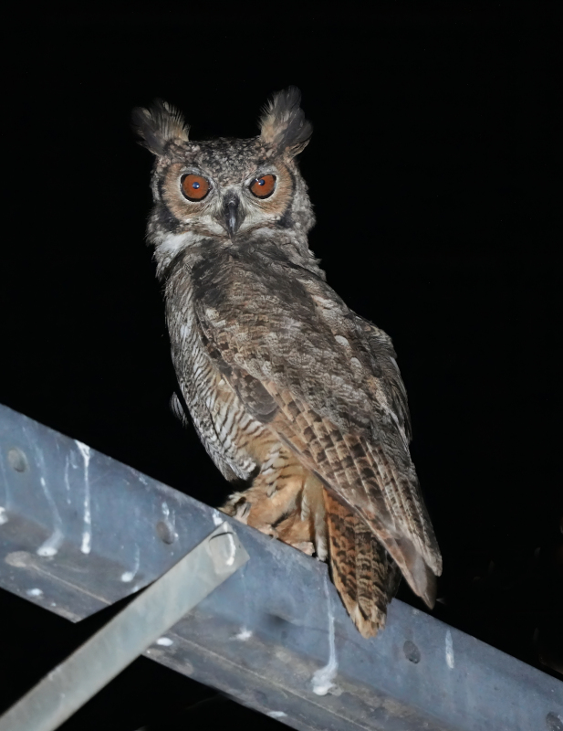 5-Grand duc d'Amérique.JPG