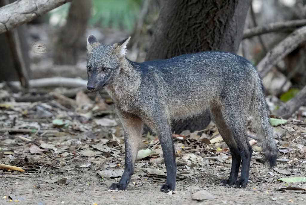 6-Renard de savanel(t).JPG