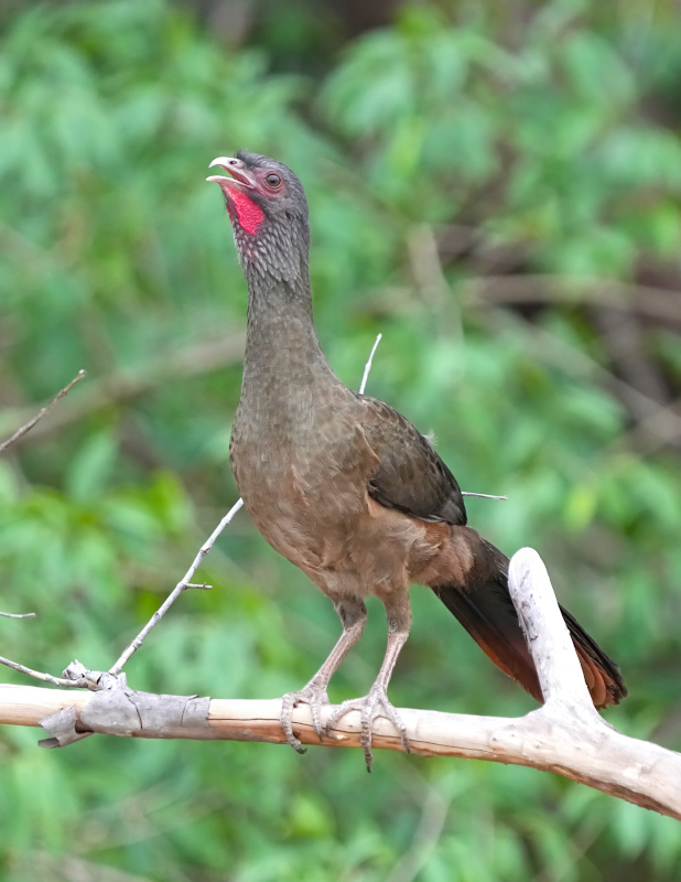 8-Ortalide du Chaco.JPG