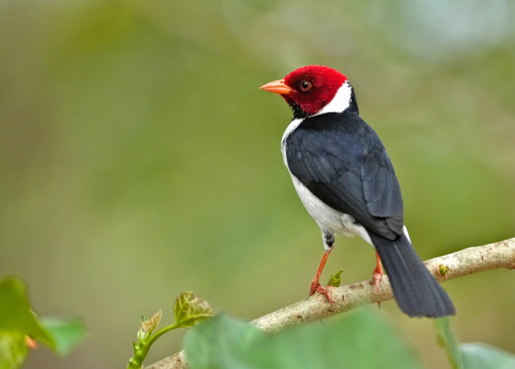 12-Paroare à bec jaune - pousda alegre(t).JPG