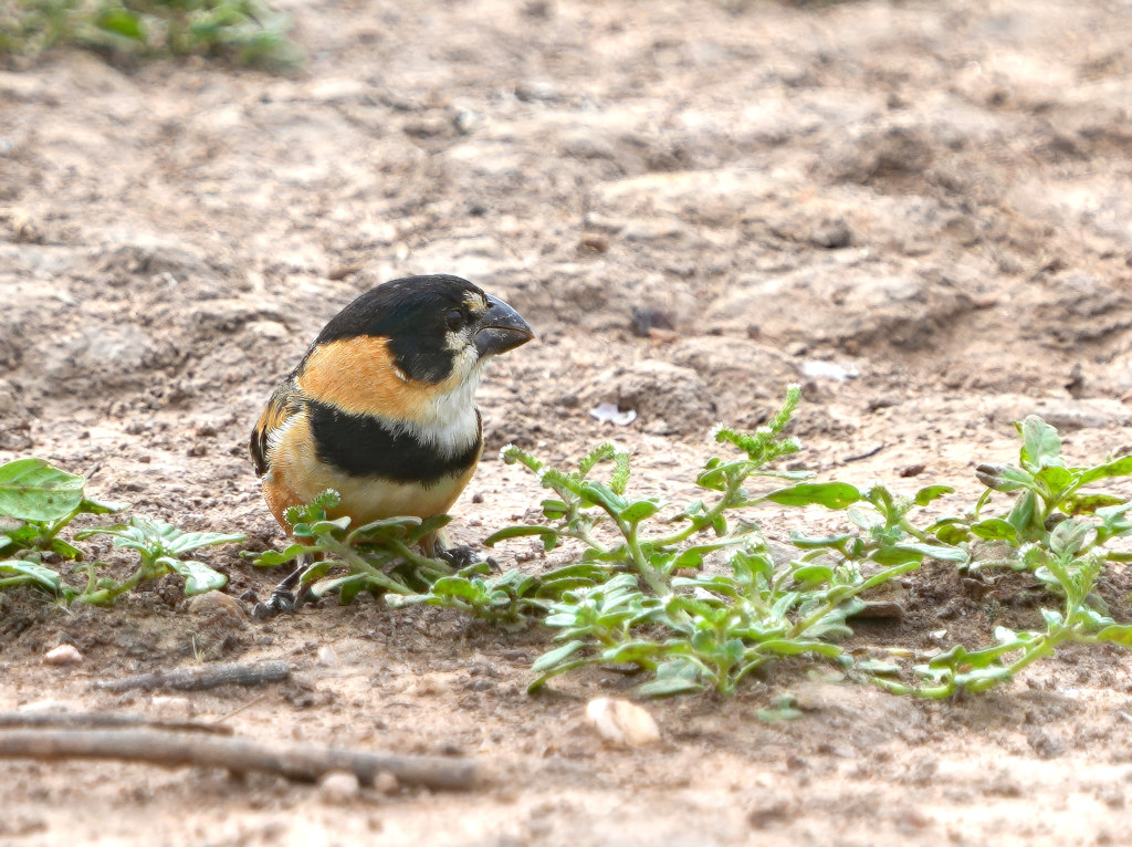 14-Sporophile à col fauve - Pantanal(t).JPG