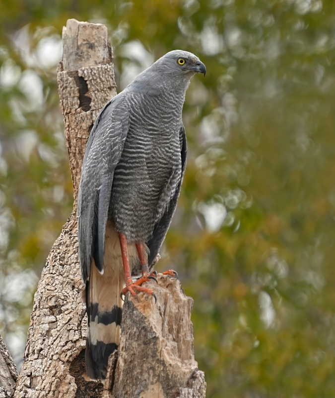 16-Buse échasse- Pantanal(t).JPG