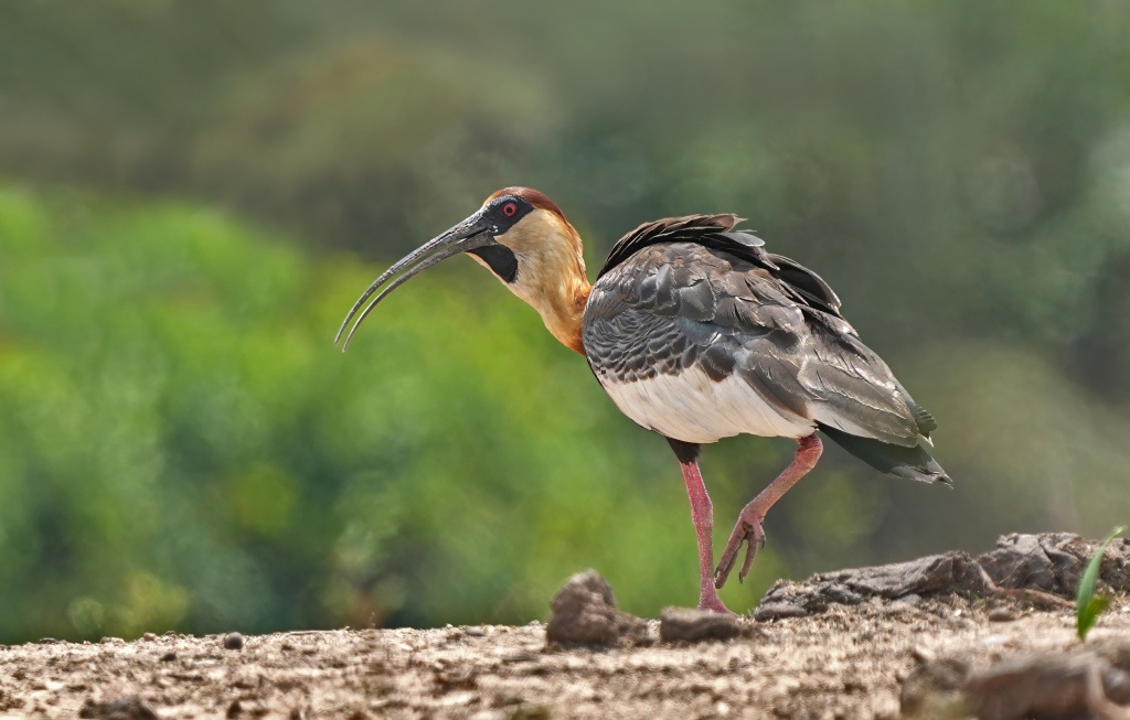 19-Ibis mandore - Pantanal.(t).JPG