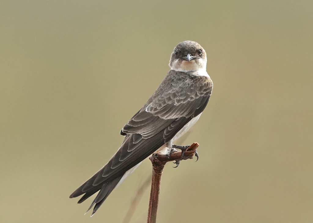 21-Hirondelle tapère - Pantana(t).JPG