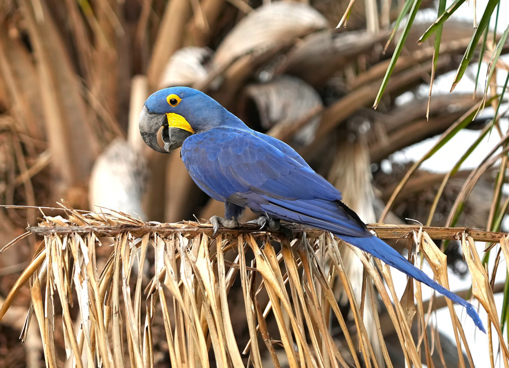 29Ara hyacinthe - Pantanal(t).JPG