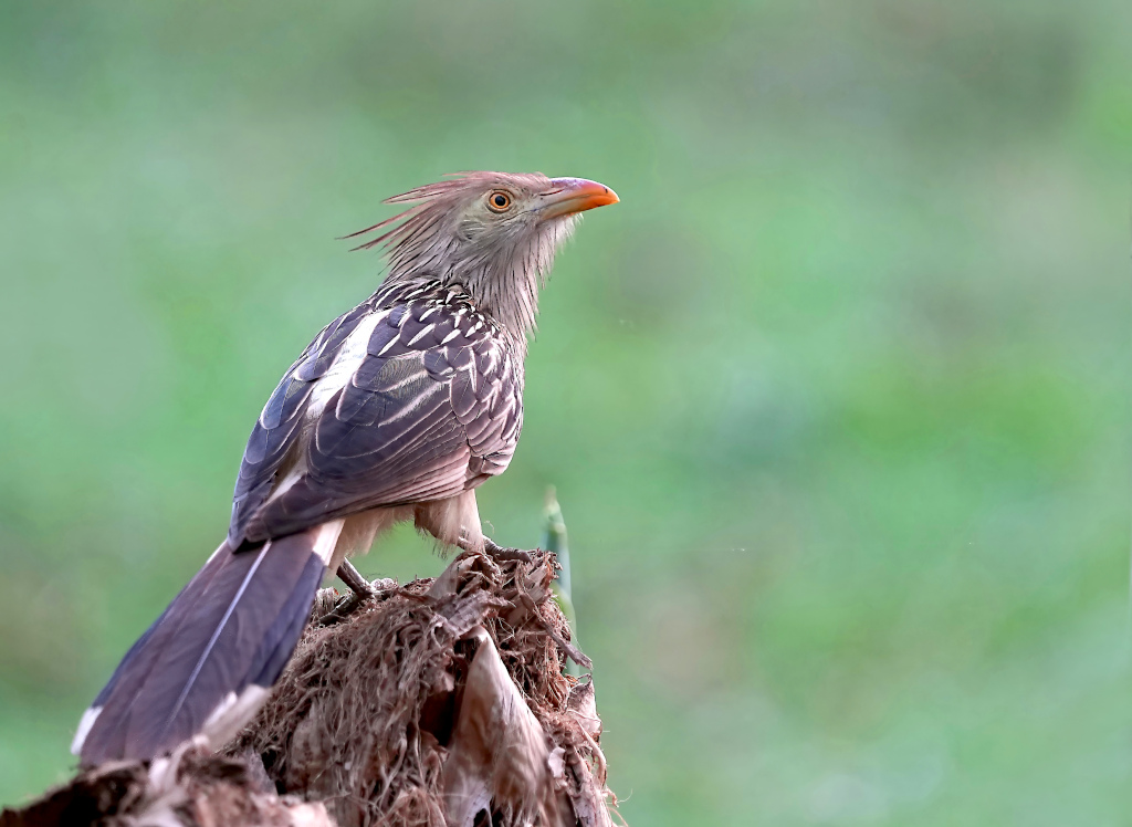 31Guira cantara - pantanal(t).JPG