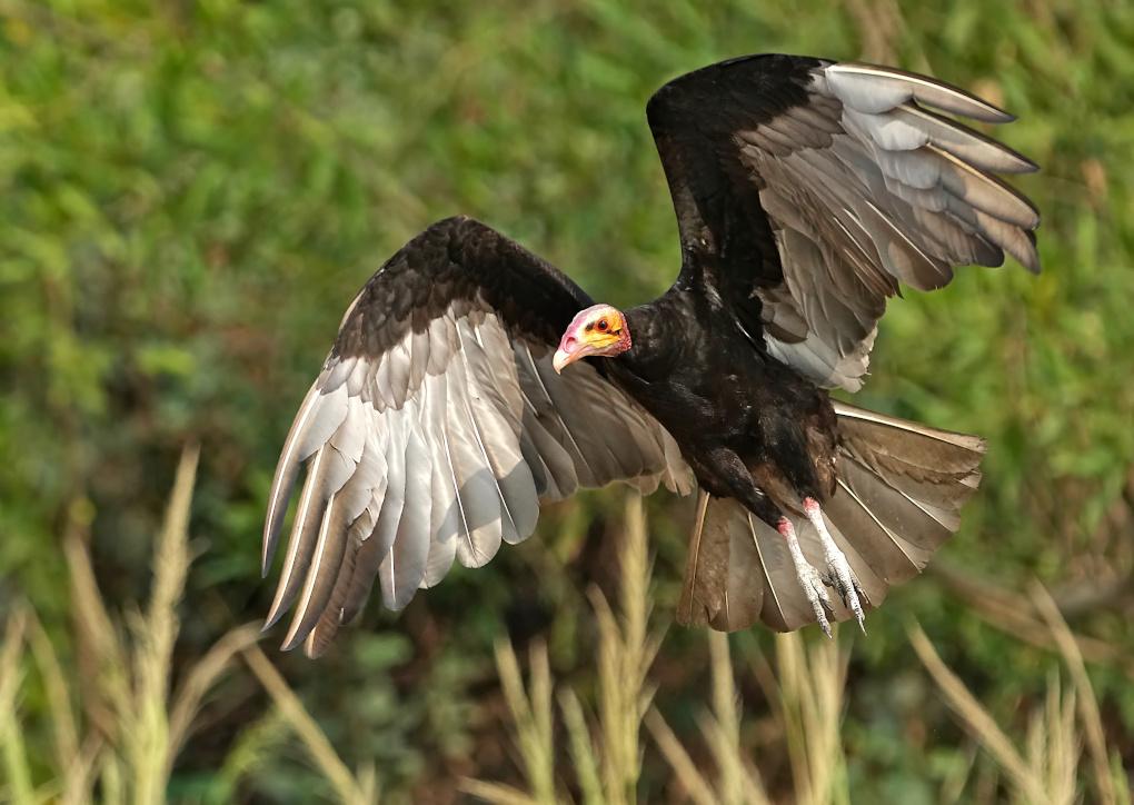 36Urubu à tête jaune - Pantanal(t).JPG