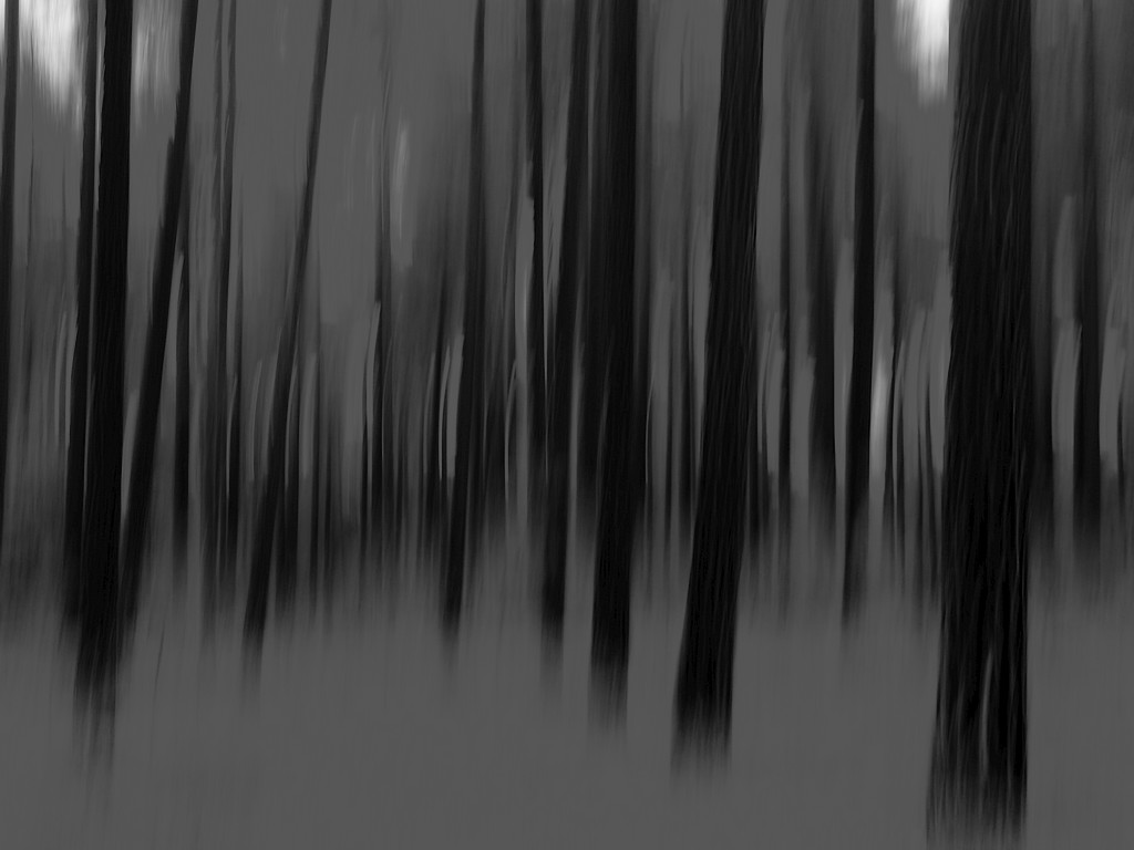 forêt mystérieuse.jpg