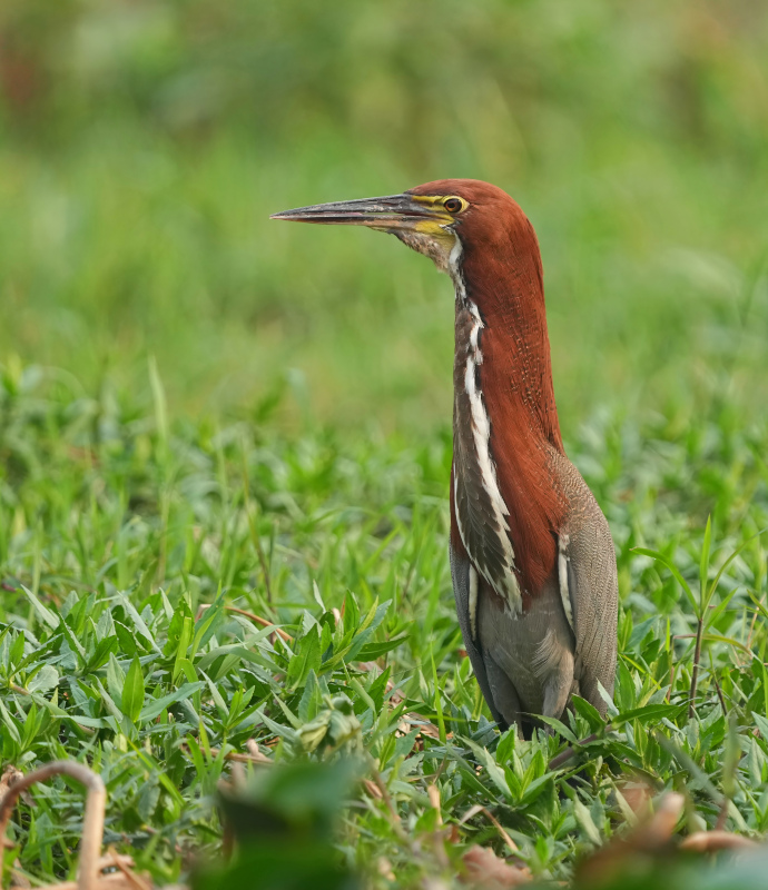 44 Onoré rayé - pantanal(t).JPG