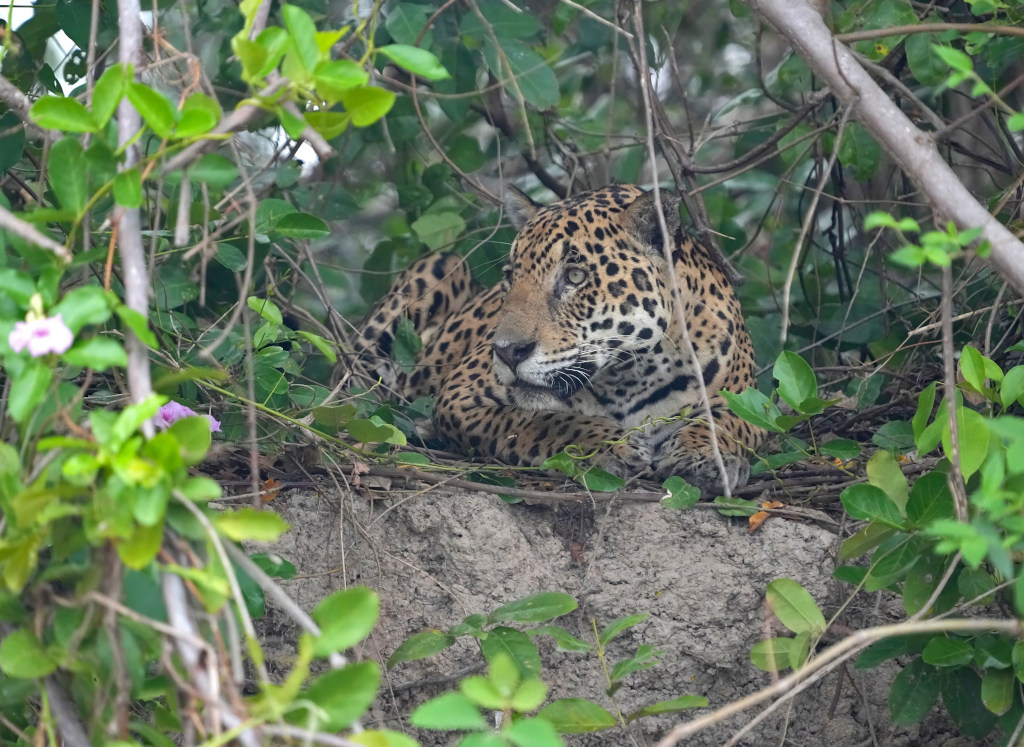 46 Premier Jaguar à l'affût(t).JPG