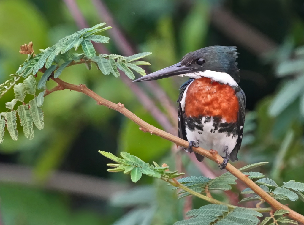 49Martin-pêcheur vert mâle - Pantanal(t).JPG