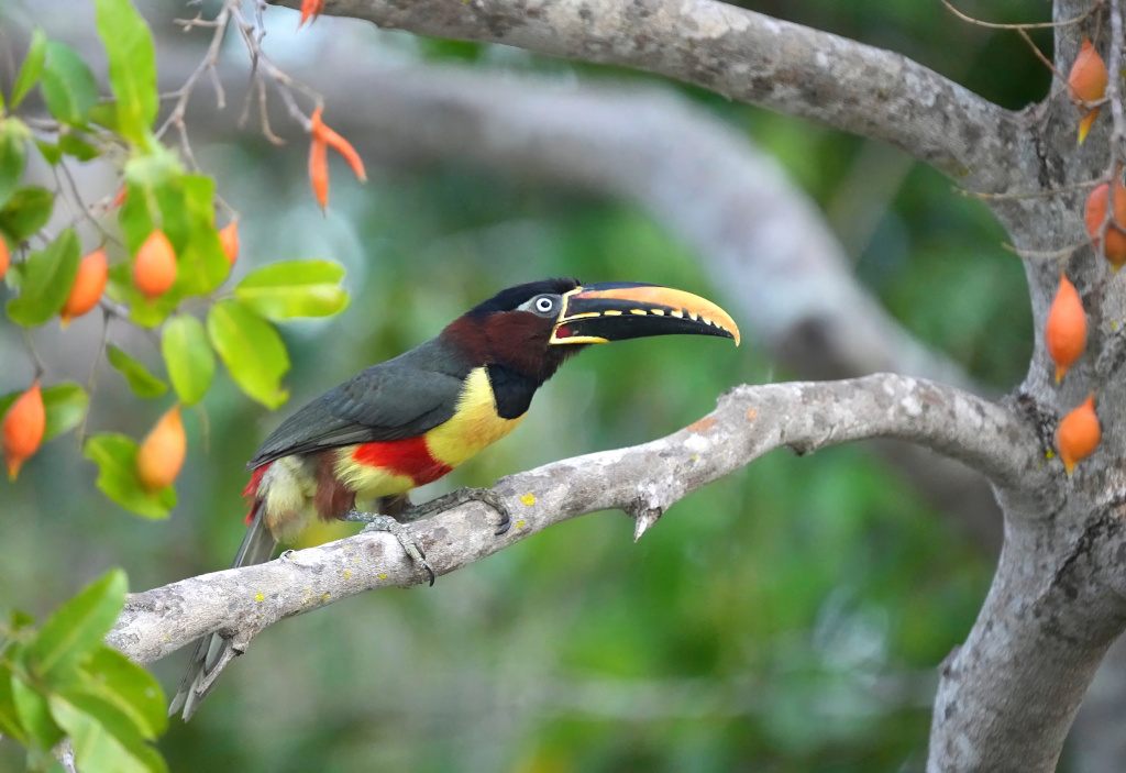 51Araçari à oreillons roux- pantanal.(t).JPG
