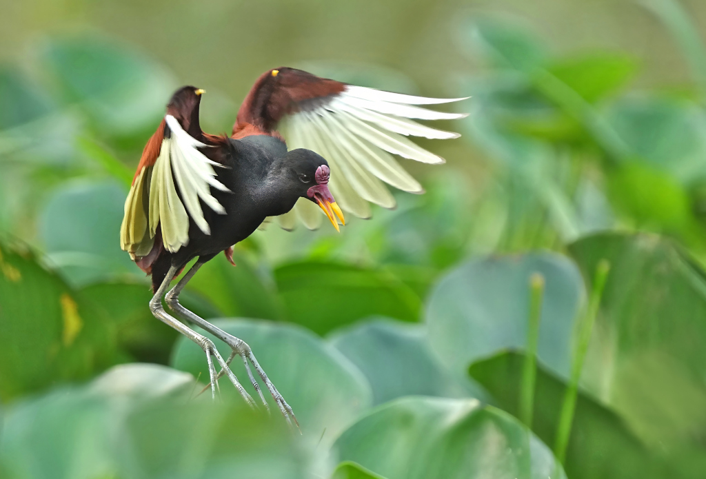 52Jacana noir - Pantanal.(t).JPG