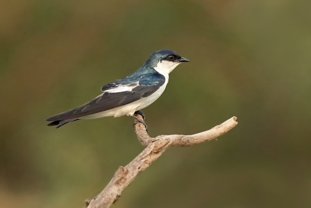 53Hirondelle à ailes blanches - Pantanal(t).JPG
