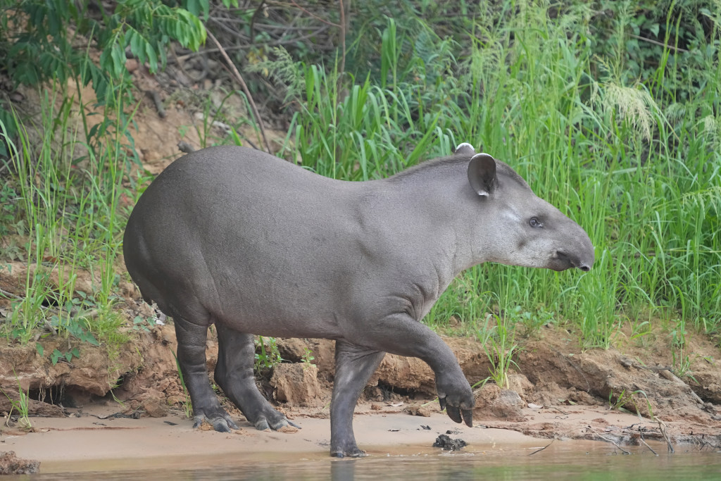 55Tapir - pantanal(t).JPG