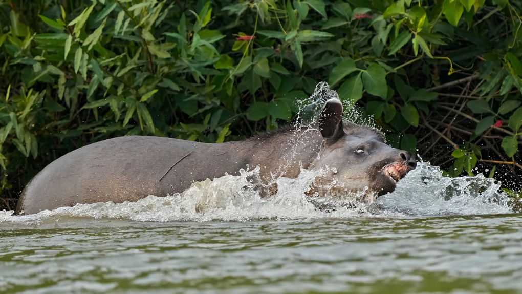56Tapir énervé- pant(t).JPG