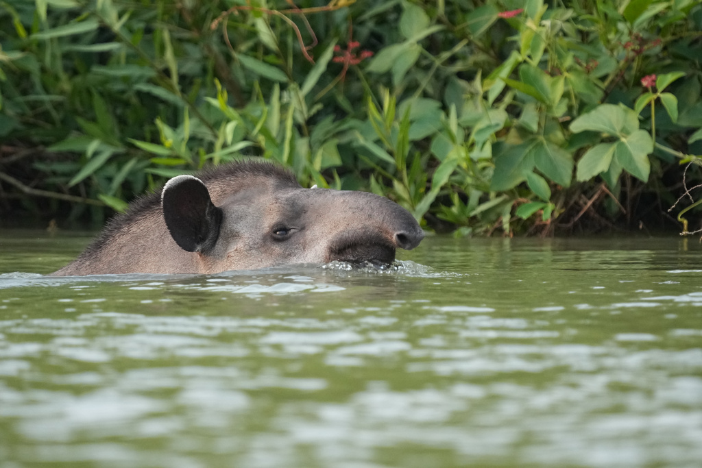 58Tapir.JPG