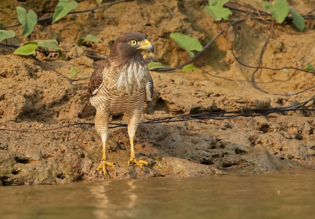 59Buse à gros bec - Pantanal(t).JPG