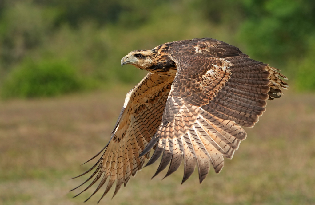 62Buse urubu imm -pantanal(t).JPG