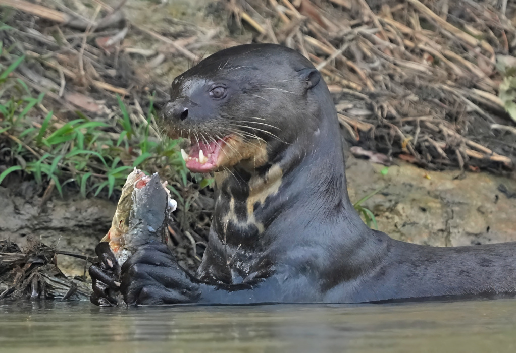 65Loutre géante - pantan(t).JPG