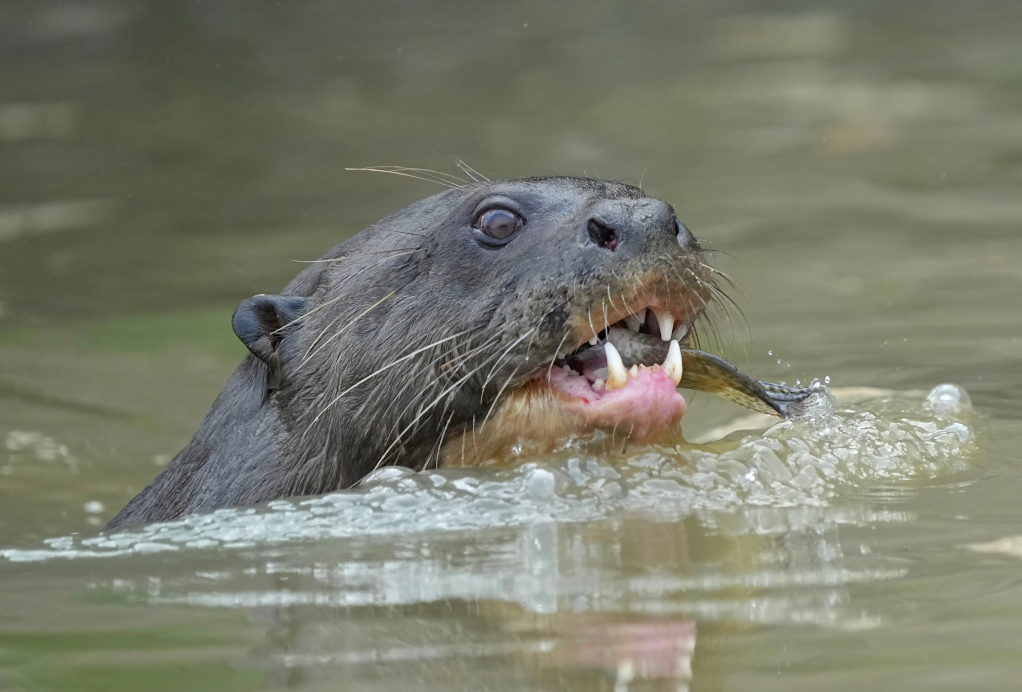 66Loutre geante- pantanal(t).JPG