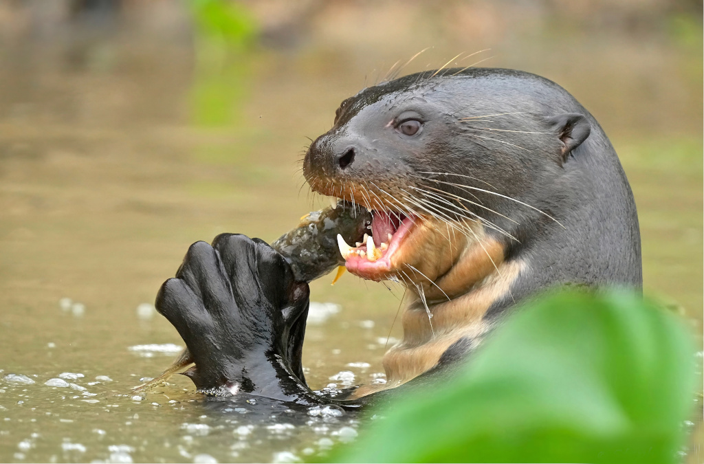 67Loutre géante - cuiaba river(t).JPG